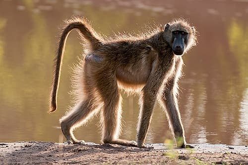 Portrait of a chacma baboon looking at the camera as it walks by Chobe National Park-Botswana Art Print